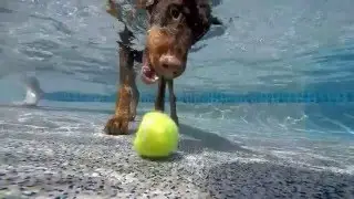 Doberman Rip dives underwater to get his dog toy tennis ball - slow motion