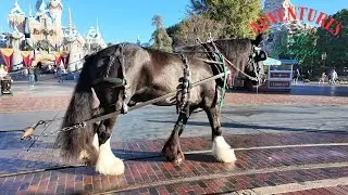 Christmas Holiday Horse-Drawn Street Car Trolley - 