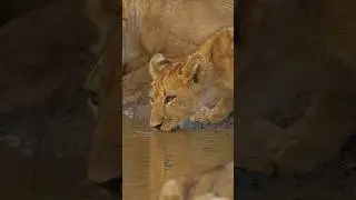 Lion cub sips water from Mwamba&rsquo;s last water hole hide. #wild #bbcearth #shorts #africa #lioncub