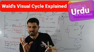 L-29 Wald's Visual Cycle rhodopsin role explained in  Urdu Hindi