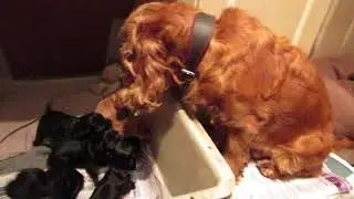 Lively Noisy Cocker Puppies Nearly 4 weeks old