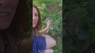 End of Summer Autumn Brunnera Care ❤️ Growing Home Gardening
