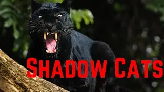 The Enigmatic Black Panther : Unveiling Nature's Shadow Cats