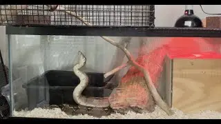 Red Tail Boa Dinner and a Show
