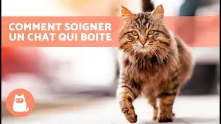 Mon CHAT BOITE - COMMENT le SOIGNER ? 🐱🐾 (5 CAUSES Possibles)