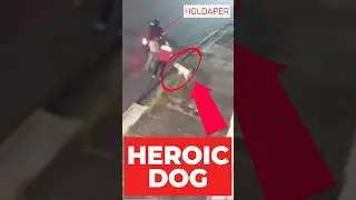 Heroic Dog Saves the Day: A Tale of Loyalty and Bravery #dog #pets #shorts