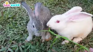 Funny Cute bunnies in the new Loc Cute animal home