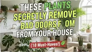 18 Powerful Plants That Remove Bad Smells From Your Home Naturally 🌿
