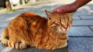 Cats of Istanbul: The Infinite Series #1 🐾🌙