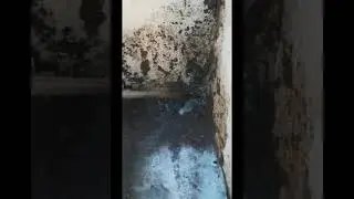 MGT Pest Control Police