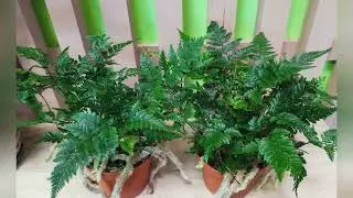 ДАВАЛЛИЯ  (DAVALLIA)  Папоротник  сем. Даваллиевые