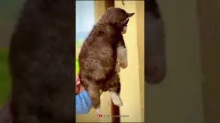 Siberian Husky wooly coat male pup #huskydoglovers #husky #wollycotehusky #huskyowners #huskylife