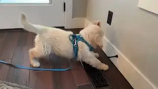 Ollie is super angry at the door stop.