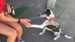 2018 Roseburg K9 Pursuit 5K run and walk
