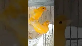 Chant oiseau accouplement Canari. #oiseau ,#chantoiseau ,#canari