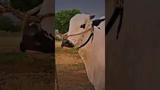 fatehjangi Beauty #mandi #bull #cattleworld #2025 #cow #fatehjangibulls #bhattachowkmandi