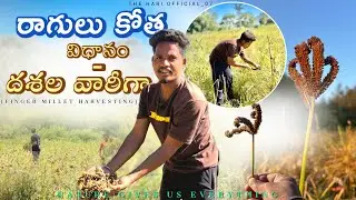 🌾 Ragulu Harvesting Full Process | Step by Step Ragi Cutting & Threshing | Farmer Guide in Telugu