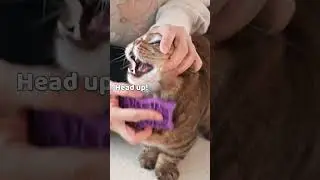 LuLu&rsquo;s Life-or-Death Brush Time