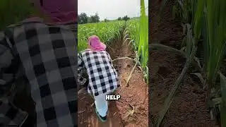 Sugarcane farming #agriculture #farming #digitalfarming #trending #fyp #funny