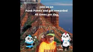 Punk Panda Update Feb. 10th 2022