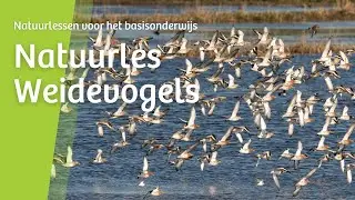 Natuurles: Weidevogels