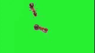 ants on screen green screen