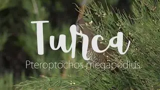 Turca - Pteroptochos megapodius