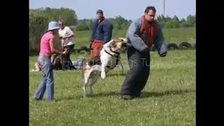 Alabai CAO Dog Training / Aziat Central Asian Ovcharka Training Methods