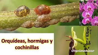 Orquídeas, hormigas y cochinillas... una combinación letal que puede acabar con nuestras orquídeas