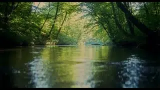 Beauty of Nature in a serene environment Relaxing