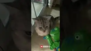 #catantics #playfulcat #catfun  #catmystery #seriouscat #funnycat
