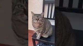A Day in the Life of a Cat #73 - Cute Cats
