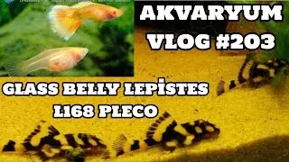 Akvaryum Vlog #203 (L168 Pleco & Glass Belly Lepistes)