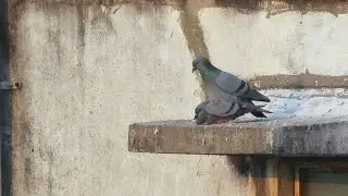 Romance of Rock Pigeon (Blue Rock Pigeon): Common Bird of India