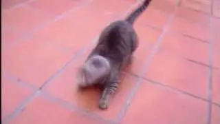 Moon walk cat
