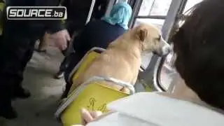 Dog in a TRAM ( Funny as hell )