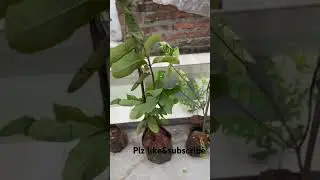 #free plant distribution in kakinada❤️😍🌿🍀🌴🌱🪴#viral #trendingshorts #ytshorts #greenplants