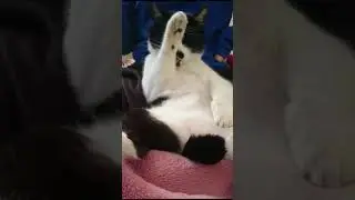 How to Grow #growth #business  #motivation #workfromanywhere #automobile I love Cats