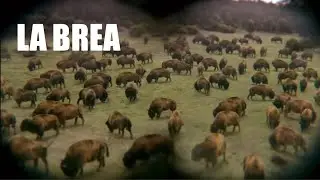La Brea (2021-2024) Bison Antiquus Screen Time