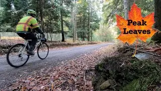 Cook Forest Gravel Loop