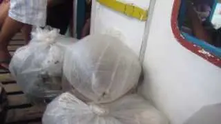 Illegal fishing of tropical fishes at Lamon Bay, Patnanungan Island - Schadow1 Expeditions