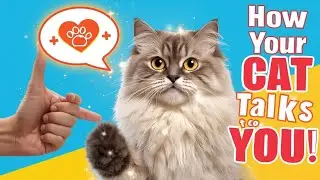 How Cats Communicate With Their Owners