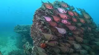 Diving the wreck of the Norma in South Australia - Ep 176
