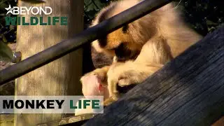 S5E18 | Zoey's New Baby Arrives In Monkey World | Monkey Life | Beyond Wildlife