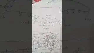 Peripatus & Limulus(king-crab)dorsal & ventral view #sketch# viral