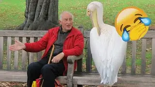 Funniest Pets of 2025😂 BEST Animal Videos ☃️ #funnycats #animals #funnydogs