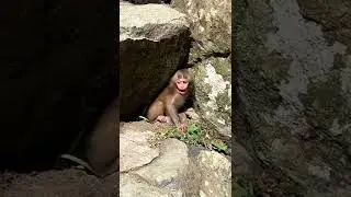 Baby Monkey  cry -call mom