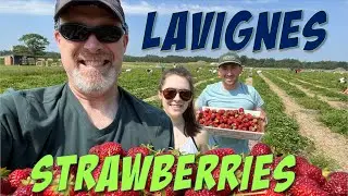 Strawberry Picking Sanford Maine | Lavignes Strawberries | Best Maine Campground | Activities