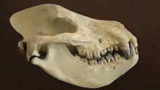 Mesonychid