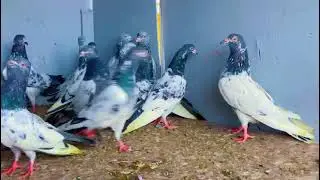 Top Quality Highflyier Golden Kabutaron Ka Shauk Kariye #pigeon #kabutar #viral #video 
